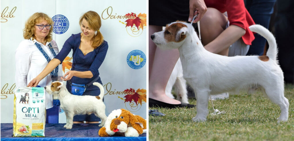ELPIS STAR ANTEIY POWER OF LOVE dog show 2