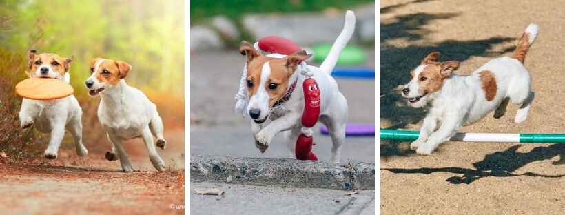 0-porode-dzhek-rassell-terera