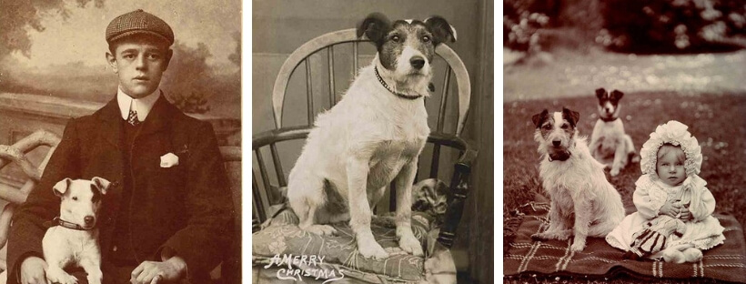 istoriya-porody-jack rassell terrier