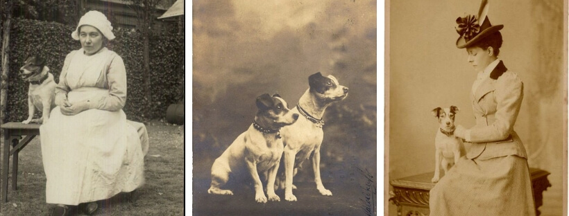 istoriya-porody-jack-rassell-terrier